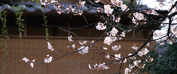 Cherry blossom of Gion