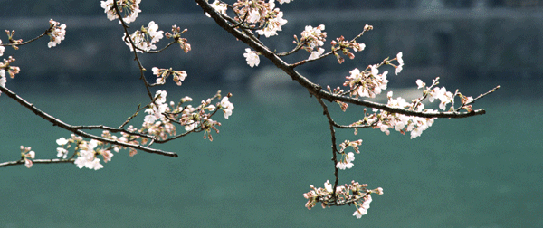 大堰川（桂川）の桜
